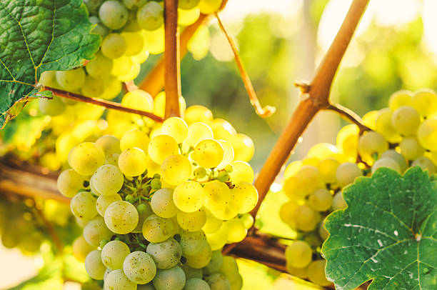 istock Yellow grapes in the evening sunlight 174975824