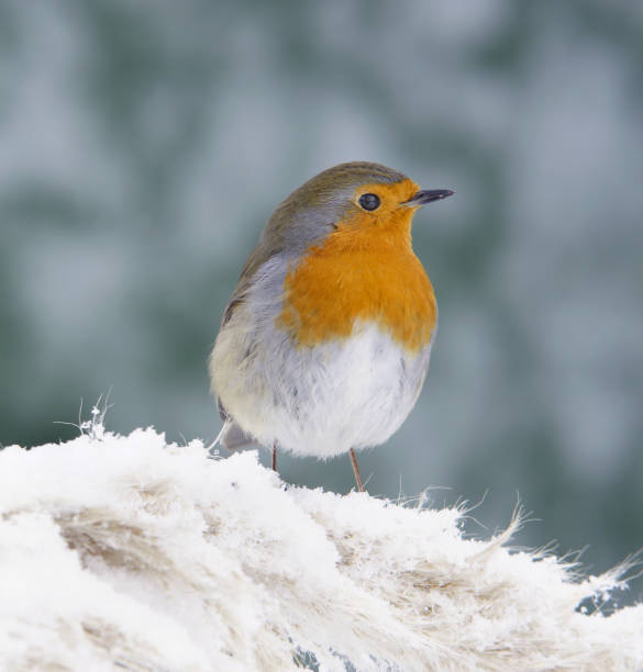 istock Erithacus rubelcula on a frozen twig 174976078