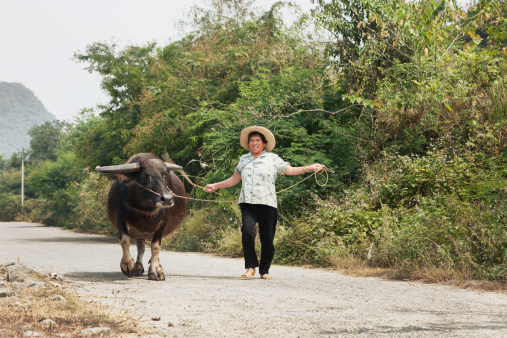 Water buffalo and owner in China