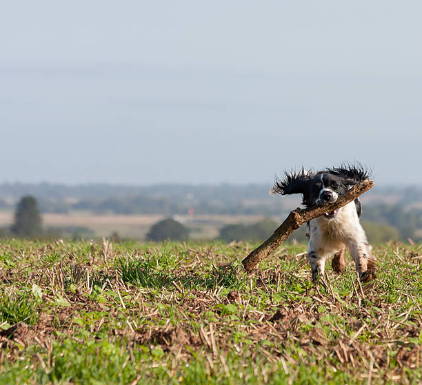 istock Biting off more than you can chew? 174976275