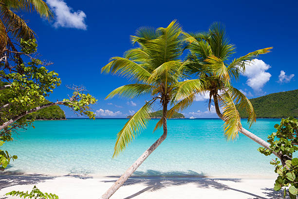 istock palm trees at Maho Bay Beach, St.John, US Virgin Islands 174976286