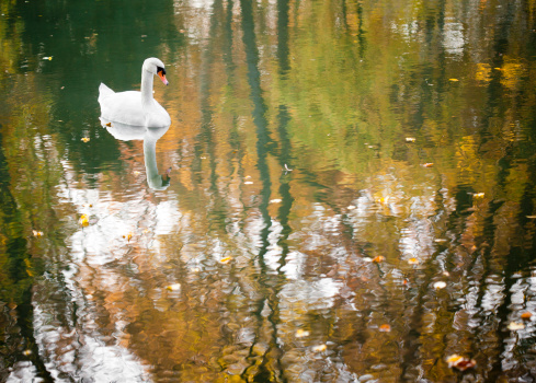 White swan on water of lake with reflection of trees in autumn.See also: