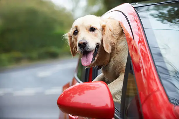 Photo of Golden Retriever Looking Out Of Car Window