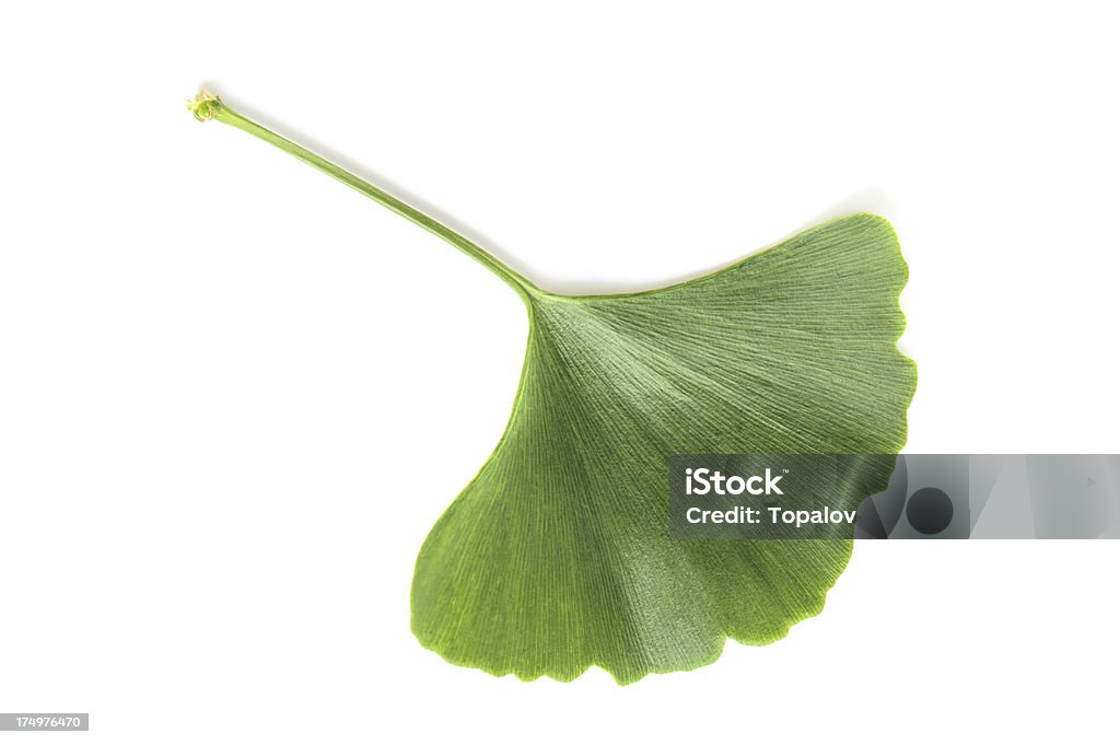 Gingko leave One young gingko leave isolated on white Alternative Medicine Stock Photo