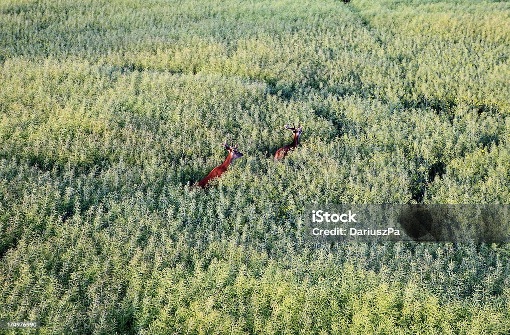 photo aérienne des terres agricoles et de running deer - Photo de Vue aérienne libre de droits