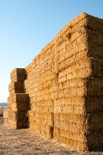 Haystacks. Hay bales in the agricultural field. Hey bales. Harvest time concept. It's about agriculture.