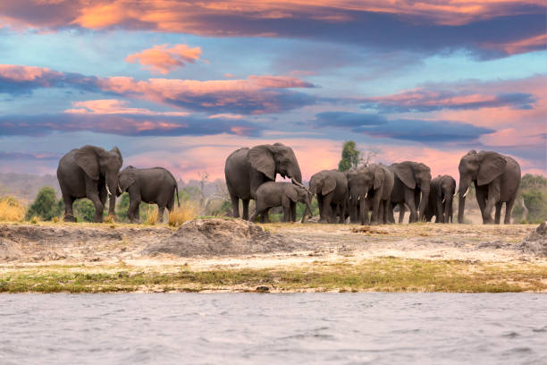 dieser fantastische sonnenuntergang malte diese elefantenherde, die entlang des chobe-flusses kam, um zu drippen, in tiefes orange. das ist afrikanisch vom feinsten. - kruger national park sunrise south africa africa stock-fotos und bilder