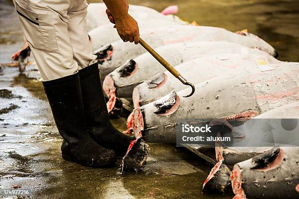 Thunfischauktion Stockfoto und mehr Bilder von Thunfisch - Meeresfrüchte - Thunfisch - Meeresfrüchte, Japan, Fischmarkt