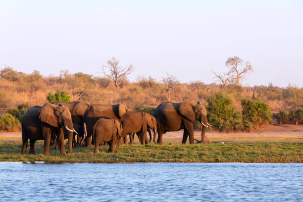 istock Elephants half wet in sunset light in Africa 1749773629
