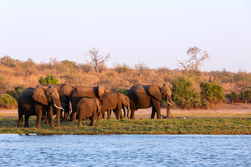 Elephants half wet in sunset light in Africa
