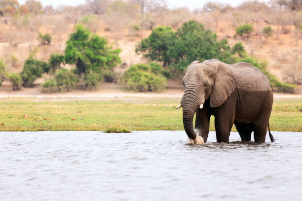 istock Elephant half wet in sunset light in Africa 1749773631