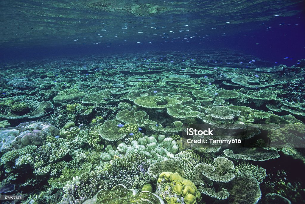 Espectacular arrecife - Foto de stock de Gran Barrera Coralina libre de derechos