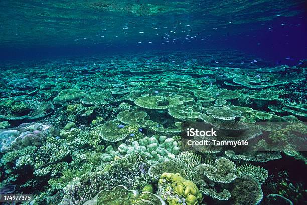 Espectacular Arrecife Foto de stock y más banco de imágenes de Gran Barrera Coralina - Gran Barrera Coralina, Coral - Cnidario, Australia
