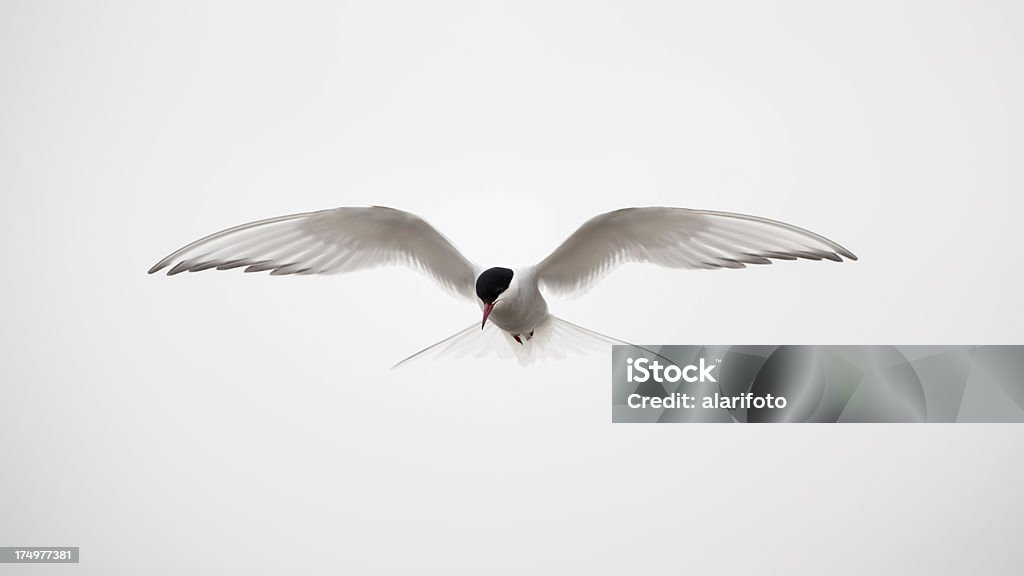 Arctic Tern flying Arctic Tern flying in the wild. Arctic Tern Stock Photo