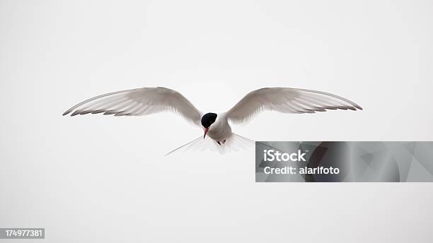 Arctic Tern Flying Stock Photo - Download Image Now - Arctic Tern, Tern, Flying