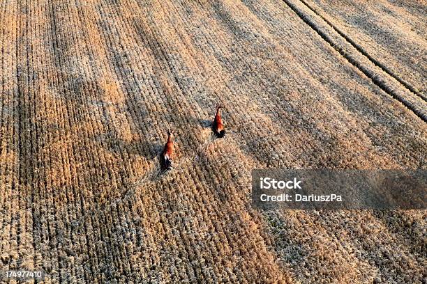 Foto de Foto Aérea De Fazendas E Corrida Deer e mais fotos de stock de Correr - Correr, Trigo, Acima