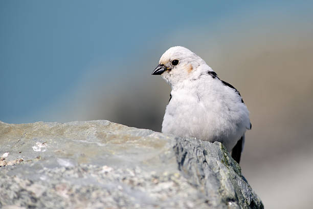 Bruant des neiges - Photo