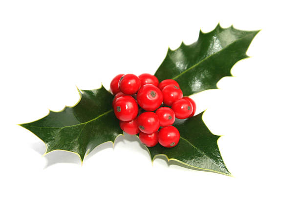 istock Holly Leaves and Berries 174977441