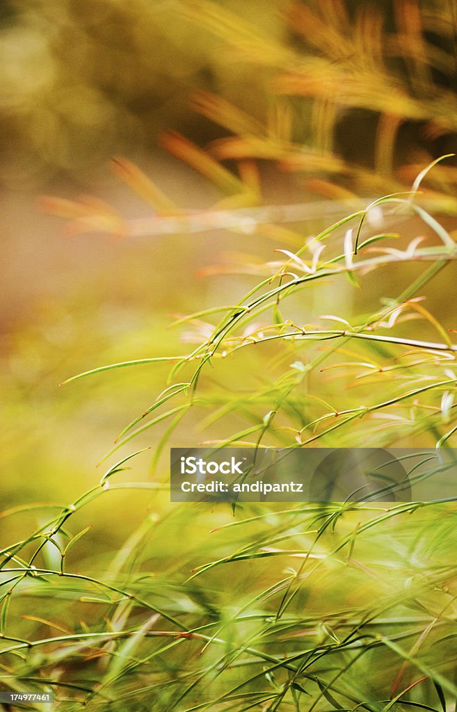 Bambus-Arten - Lizenzfrei Bambus - Graspflanze Stock-Foto