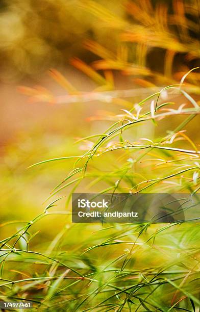 Bambusarten Stockfoto und mehr Bilder von Bambus - Graspflanze - Bambus - Graspflanze, Bildschärfe, Extreme Nahaufnahme