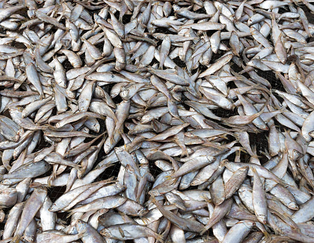 istock Dried Food Fish Backgrounds 174977536