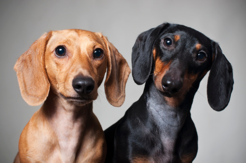 Two cute miniature dachshund purebred dogs