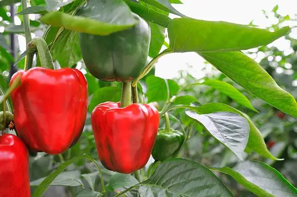 Red and green bell peppers growing in a greenhouse.