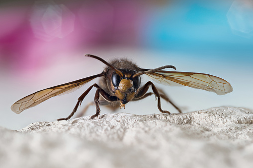 The European hornet (Vespa crabro) is the largest eusocial wasp native to Europe.