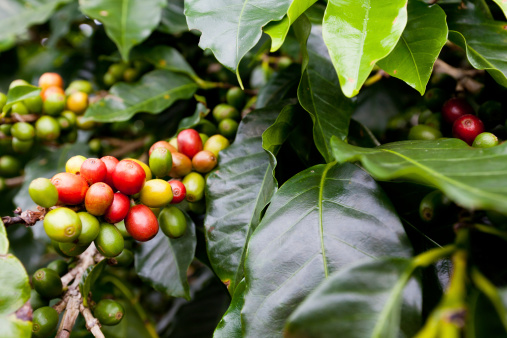 macro of ripening coffee berriesrelated images: