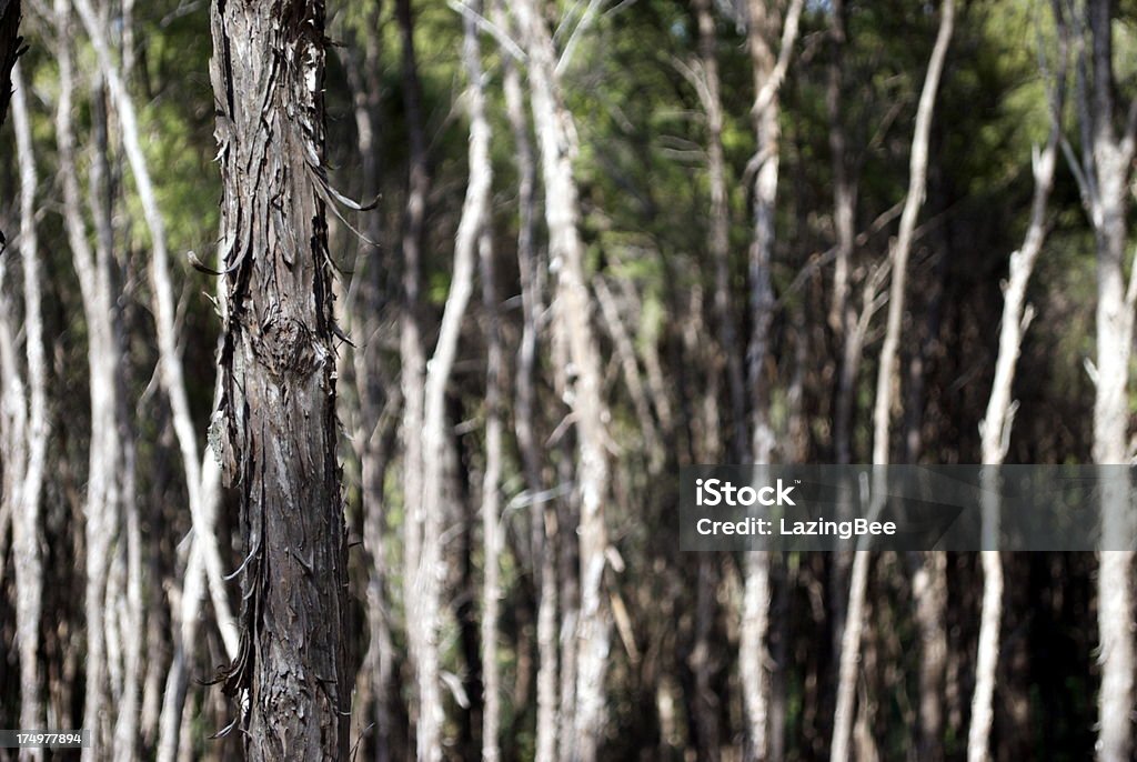 Manuka Tree Bark (чугун) - Стоковые фото Plant Type роялти-фри