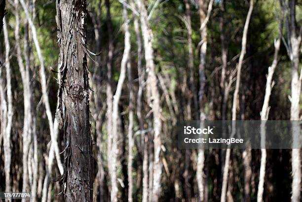Manuka Tree Bark — стоковые фотографии и другие картинки Plant Type - Plant Type, Абстрактный, Альтернативная медицина