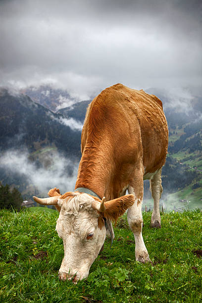 vaca pastoreo en prado en los alpes suizos - cow swiss culture switzerland cattle fotografías e imágenes de stock