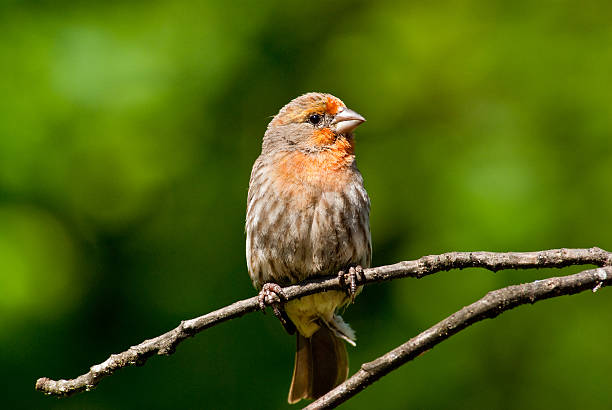 istock Male House Finch (Orange Variant) 174978003