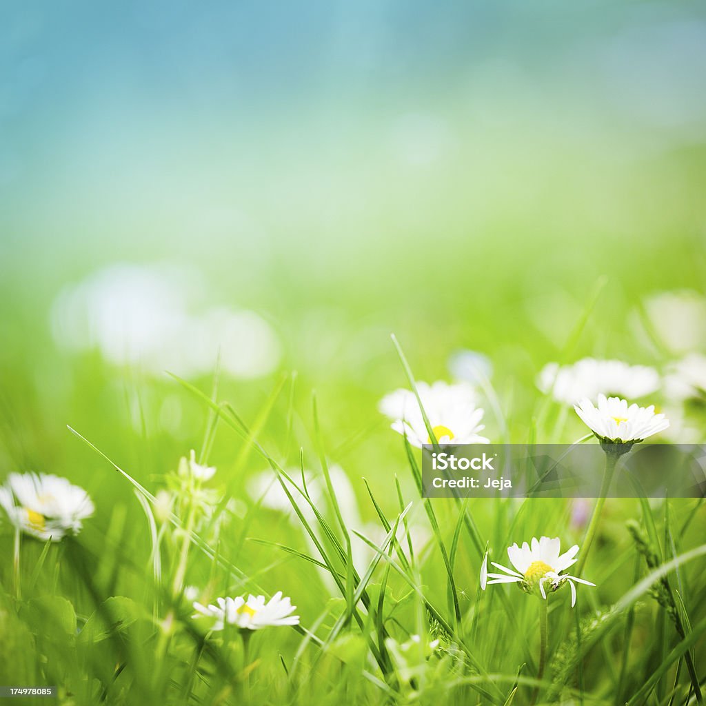 Prado verde con daisies - Foto de stock de Aire libre libre de derechos