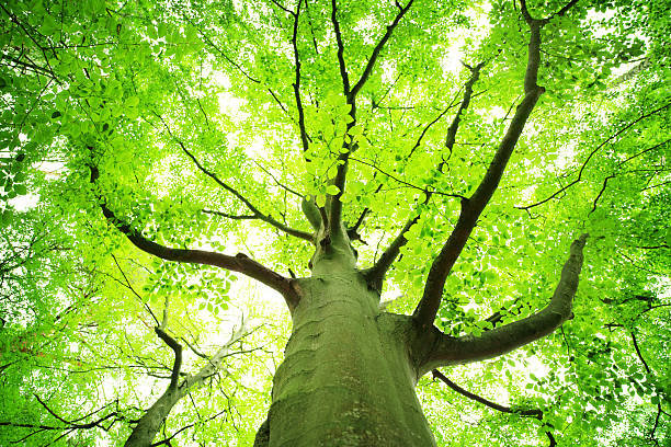 verde primavera de árbol mirando hacia arriba-dof superficial - tree crown fotografías e imágenes de stock