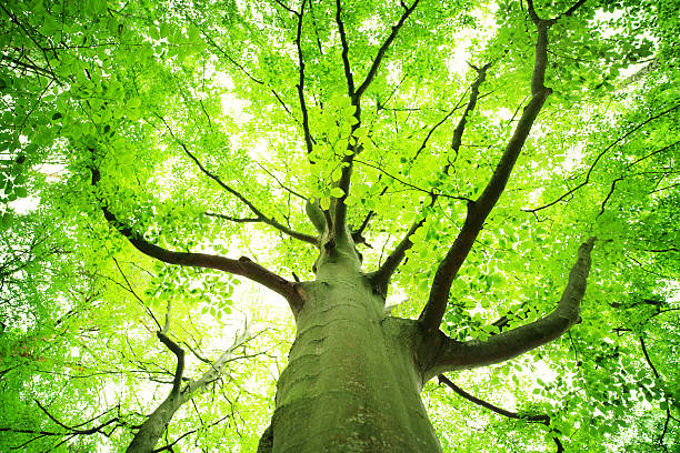 Green, Spring Tree Looking Up - Shallow DOF stock photo