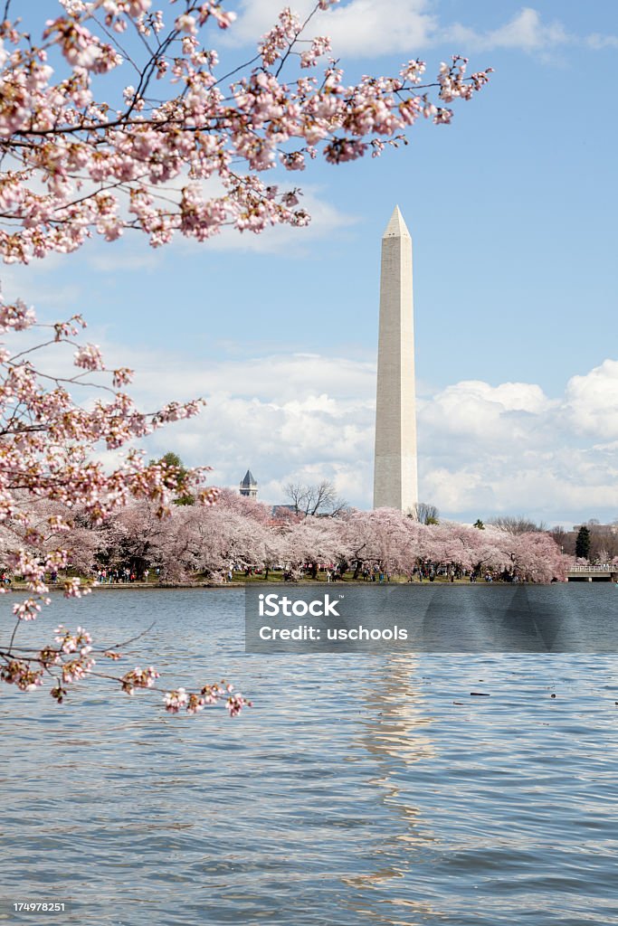 Washintong Monument und sakura tree - Lizenzfrei April Stock-Foto