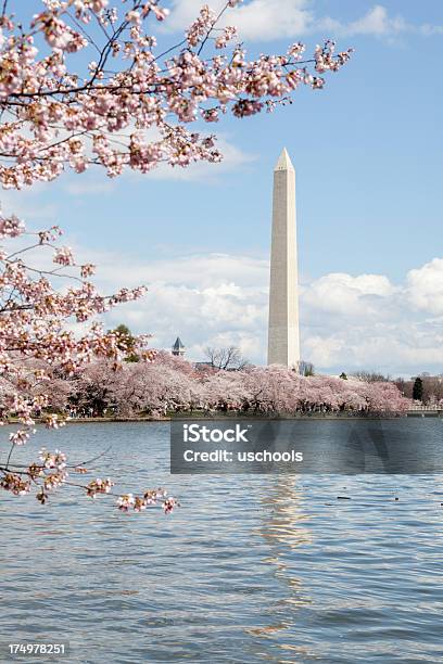 Washintong Monument Und Sakura Tree Stockfoto und mehr Bilder von April - April, Kirschblüte, März