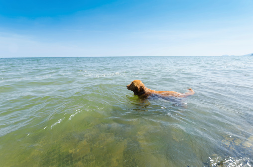 Golden retriever swimming in tropical beach .