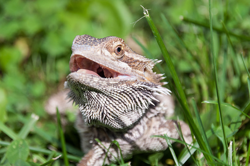 A Bearded Dragon soaks up the warmth of the sun's embrace. When these reptiles feel threatened or alarmed, they puff up their throat area to make it appear larger and darker, resembling a beard. They also open their mouths to thermoregulate, keeping their body temperature in an optimal range.