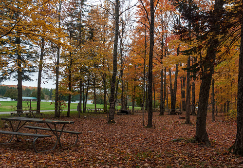 This photograph captures the essence of autumn tranquility. A charming picnic area nestled within a stand of trees adorned with vibrant autumn foliage invites you to relax. The ground is carpeted with a rich tapestry of fallen leaves, creating a warm and inviting atmosphere. A rustic picnic table completes the scene, promising a serene escape amidst the breathtaking beauty of the fall season. Immerse yourself in the vivid colors and peaceful ambiance of this idyllic autumn retreat.