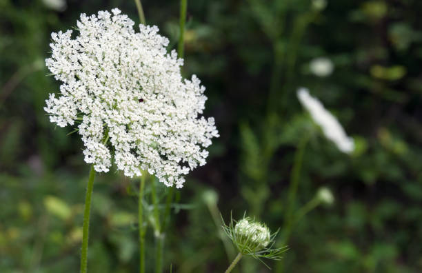 istock Queen Anne's Lace and Its Striking Red Beauty Mark 1749787154