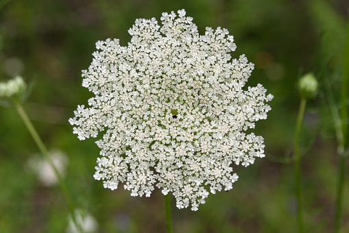 Queen Anne's Lace is a white flower head composed of intricate, delicate small white flowers. Graceful unopened buds create a picturesque backdrop to this botanical wonder. Queen Anne's Lace is also known as \