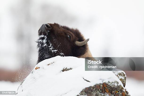 Bisonte Americano - Fotografie stock e altre immagini di Ambientazione esterna - Ambientazione esterna, Animale, Animale selvatico