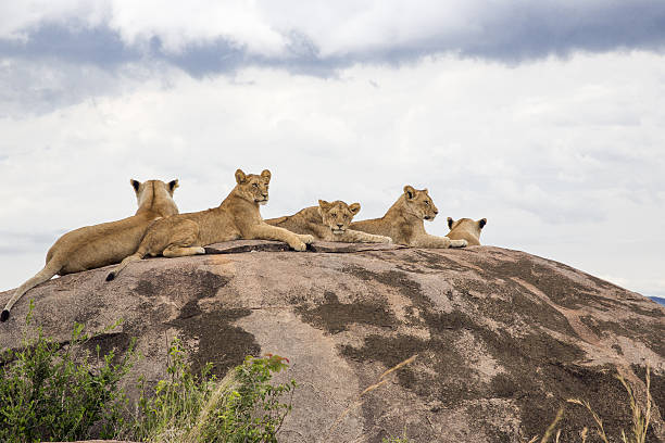 istock Lioness at wild - resting, rainy day 174978976