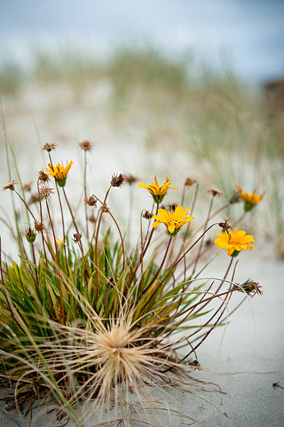 Wild Beach Flowers stock photo