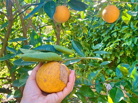 Horizontal of hand picking organic orange withmarked skin from orange tree in vegetable garden in country Australia