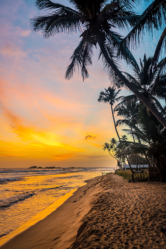 Beautiful sunset and silhouettes of coconut palm trees on tropical beach