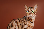 The Bengal is a sleek, muscular cat with a wild appearance, enhanced by the bold marbling and spotting on their thick, luxurious coat. Beautiful bengal cat posing on a brown background.Copy space.