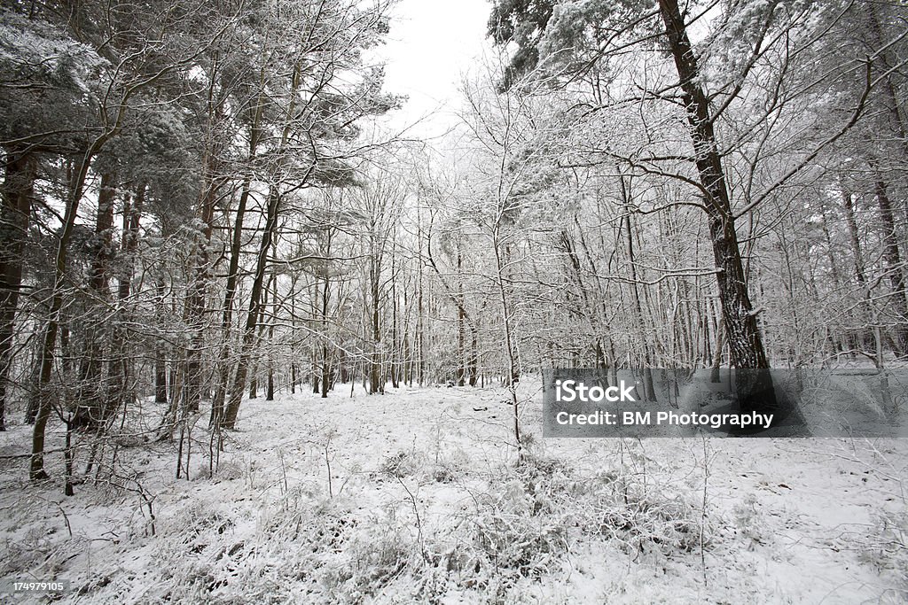 winter scene - Foto de stock de Branco royalty-free